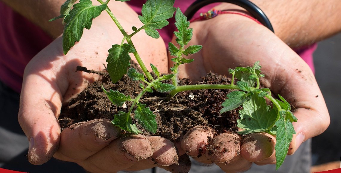 Scopri di più sull'articolo Dal campo alla tavola: agricoltura a km 0￼