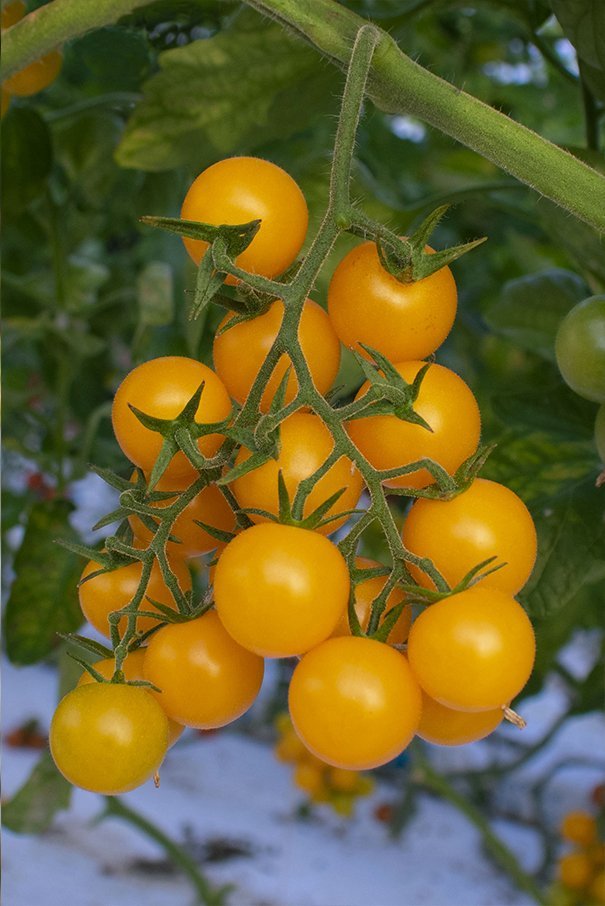 pomodoro ciliegino giallo
