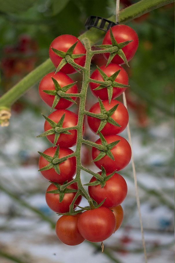 pomodoro ciliegino