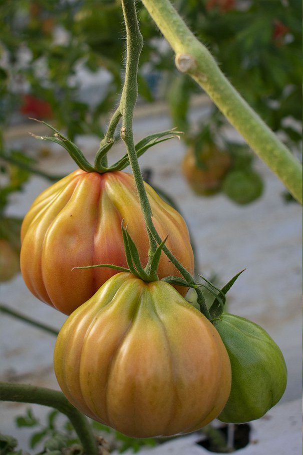 pomodoro costoluto