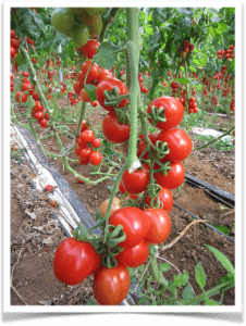 I benefici del pomodoro