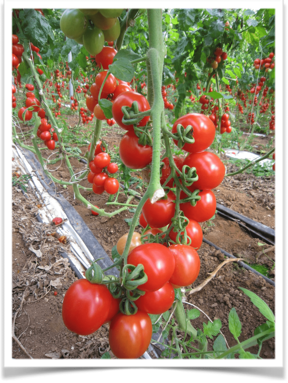 I benefici del pomodoro