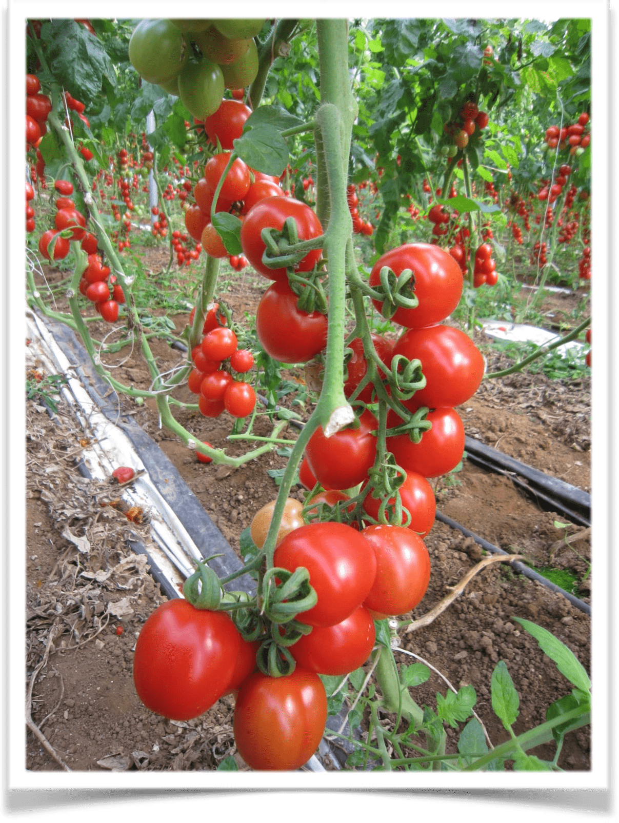 Scopri di più sull'articolo I BENEFICI DEL POMODORO PER LA SALUTE