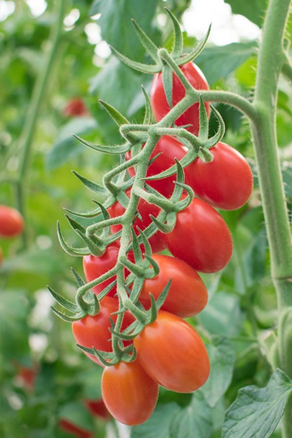 Read more about the article Quante varietà  di pomodoro esistono in Italia?