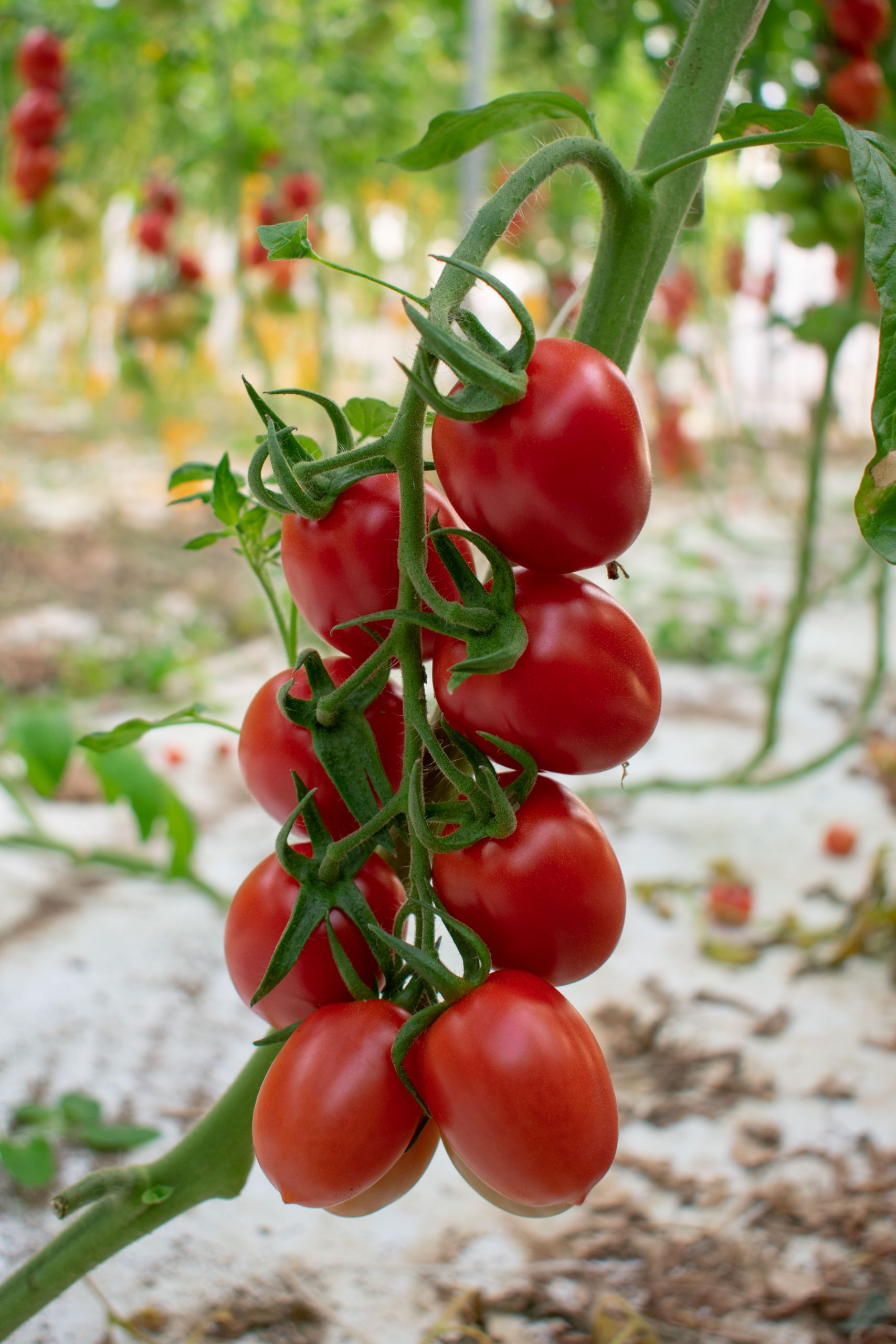 Il Pomodoro CasaMorana