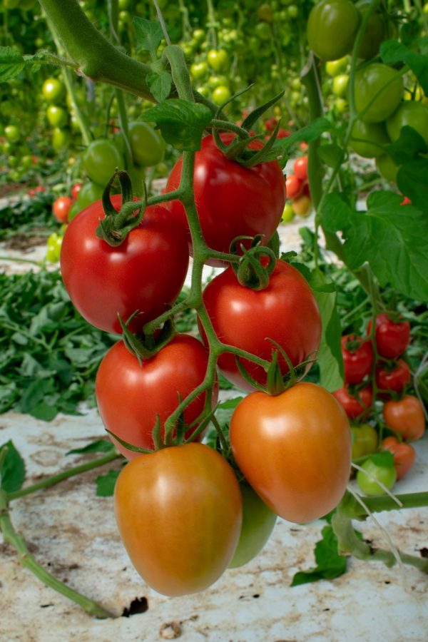 Il Pomodoro CasaMorana