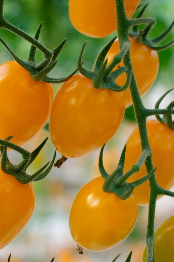 Pomodoro datterino giallo 2