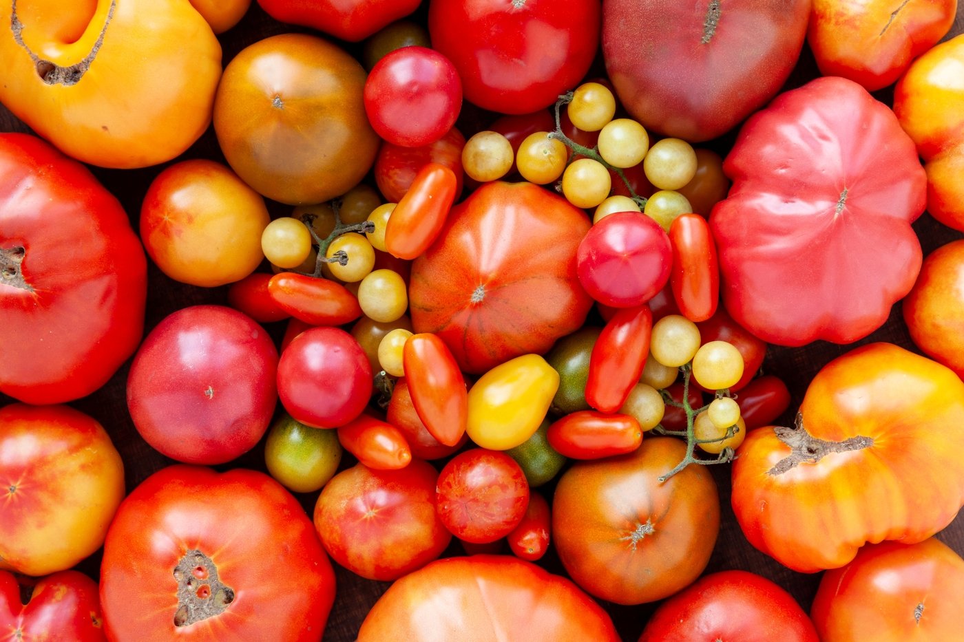 Scopri di più sull'articolo 7 curiosità sul pomodoro