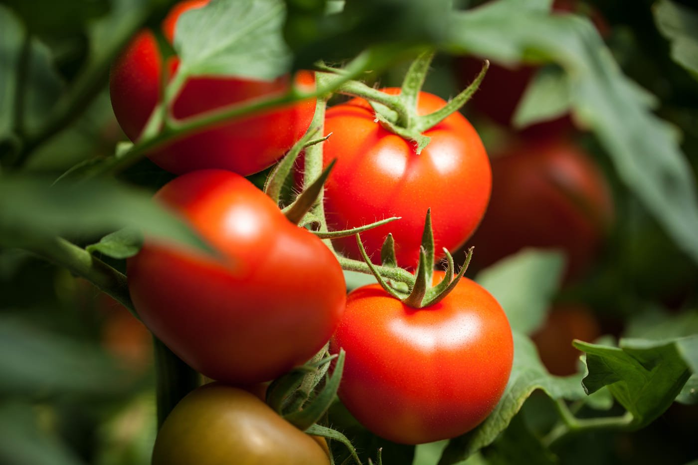 Scopri di più sull'articolo Il pomodoro: una storia difficile