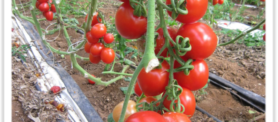 I benefici del pomodoro