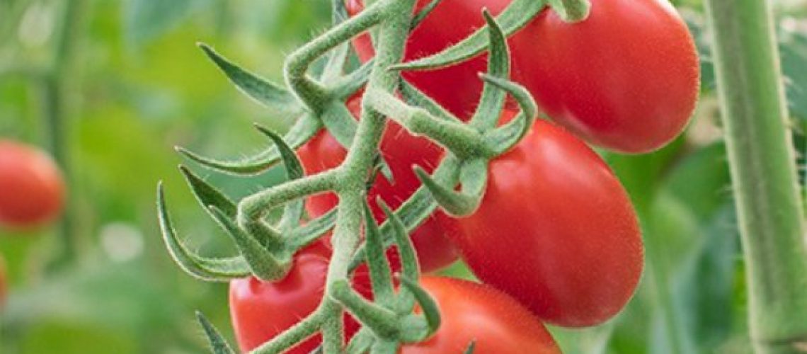 Varietà pomodoro